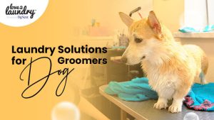 commercial-laundry-service-for-dog-groomers